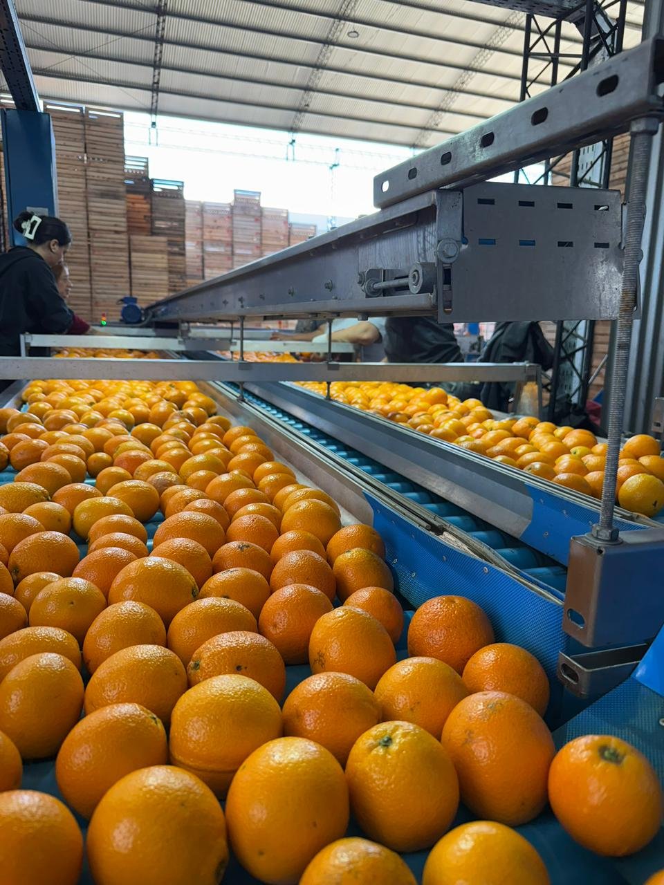 Galería Citrus Grigolatto 04