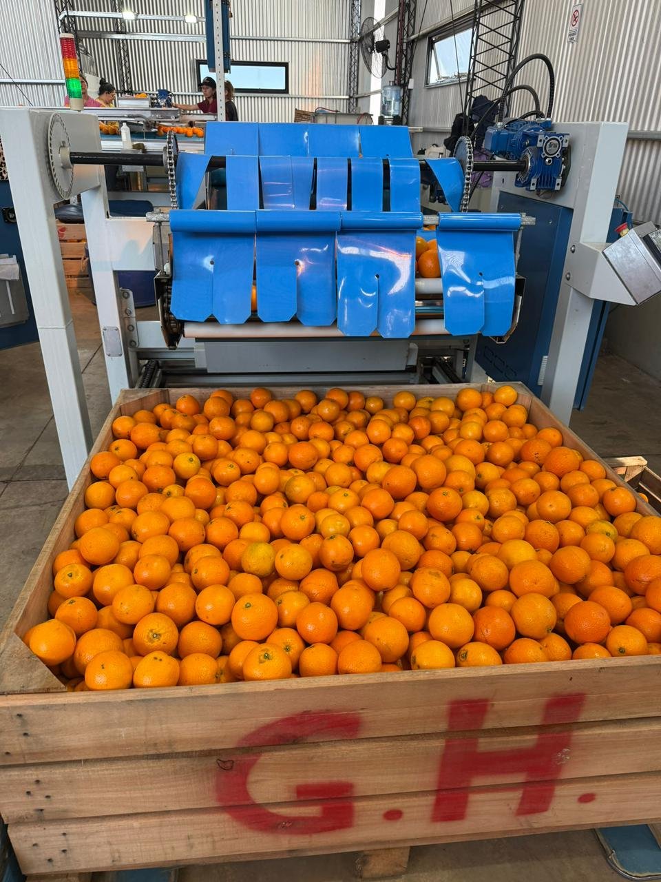 Galería Citrus Grigolatto 05