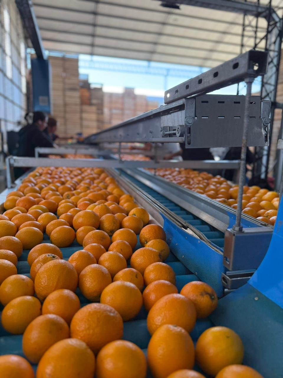 Galería Citrus Grigolatto 07