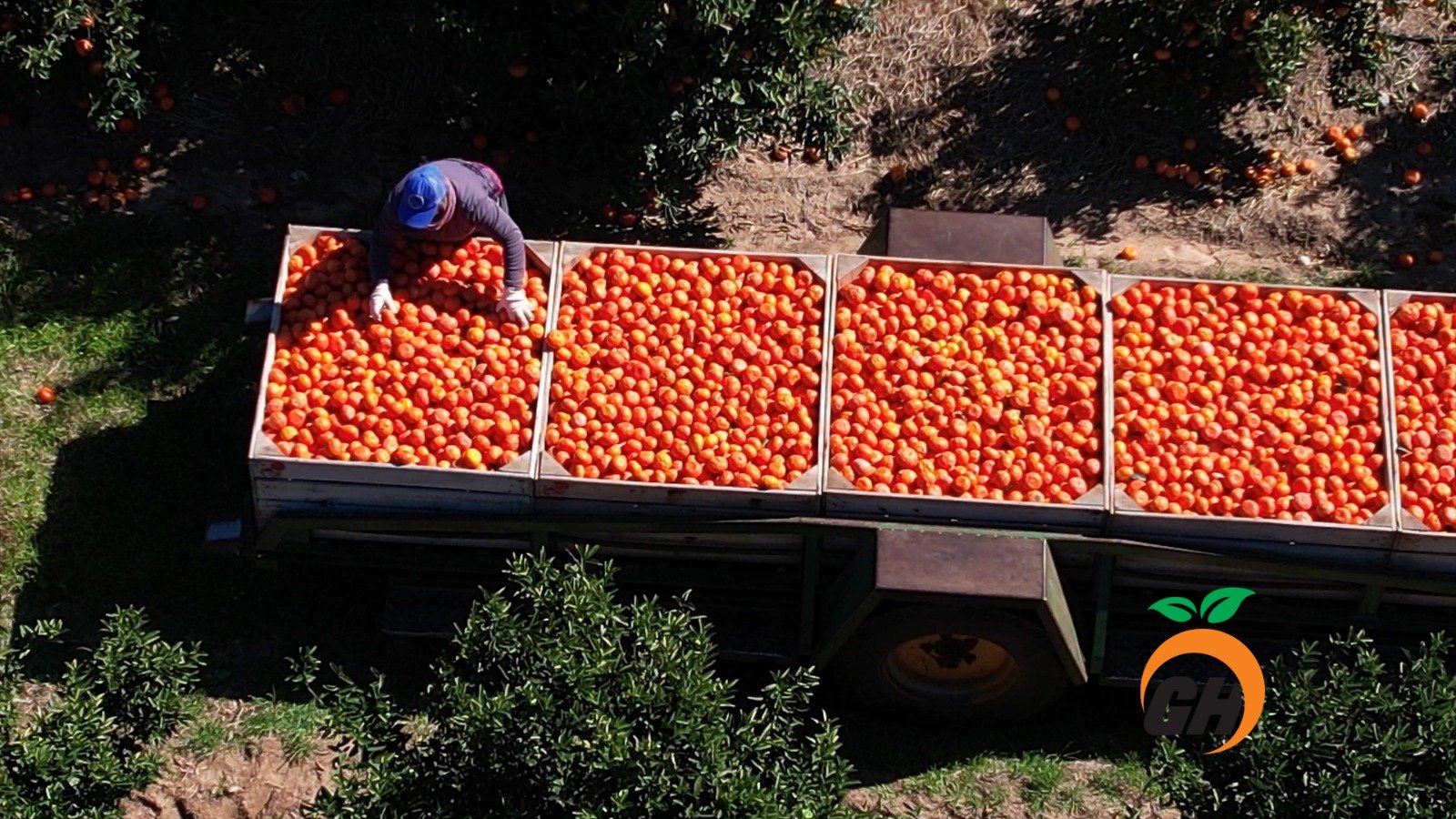 Proceso de producción de cítricos